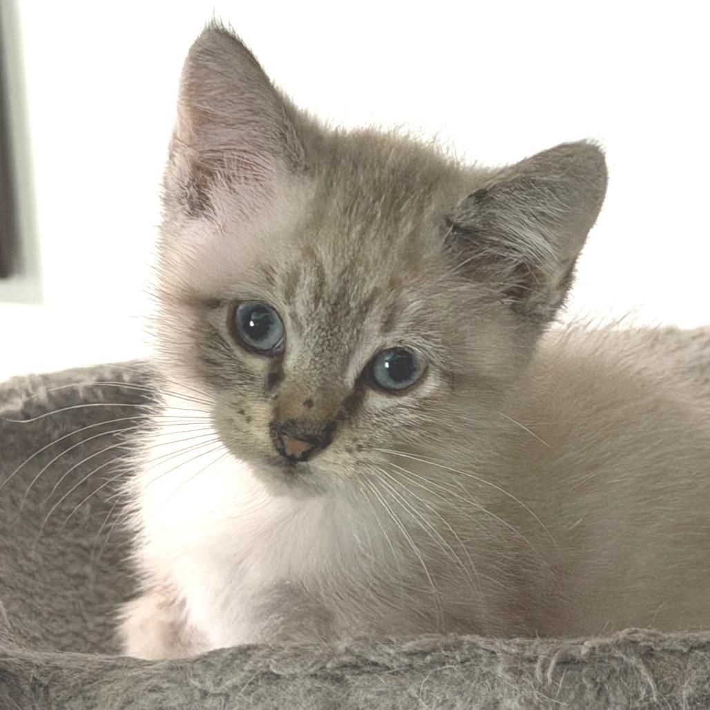 Paper, a Adoptable Domestic Short Hair in St Joseph, MO image 2/4