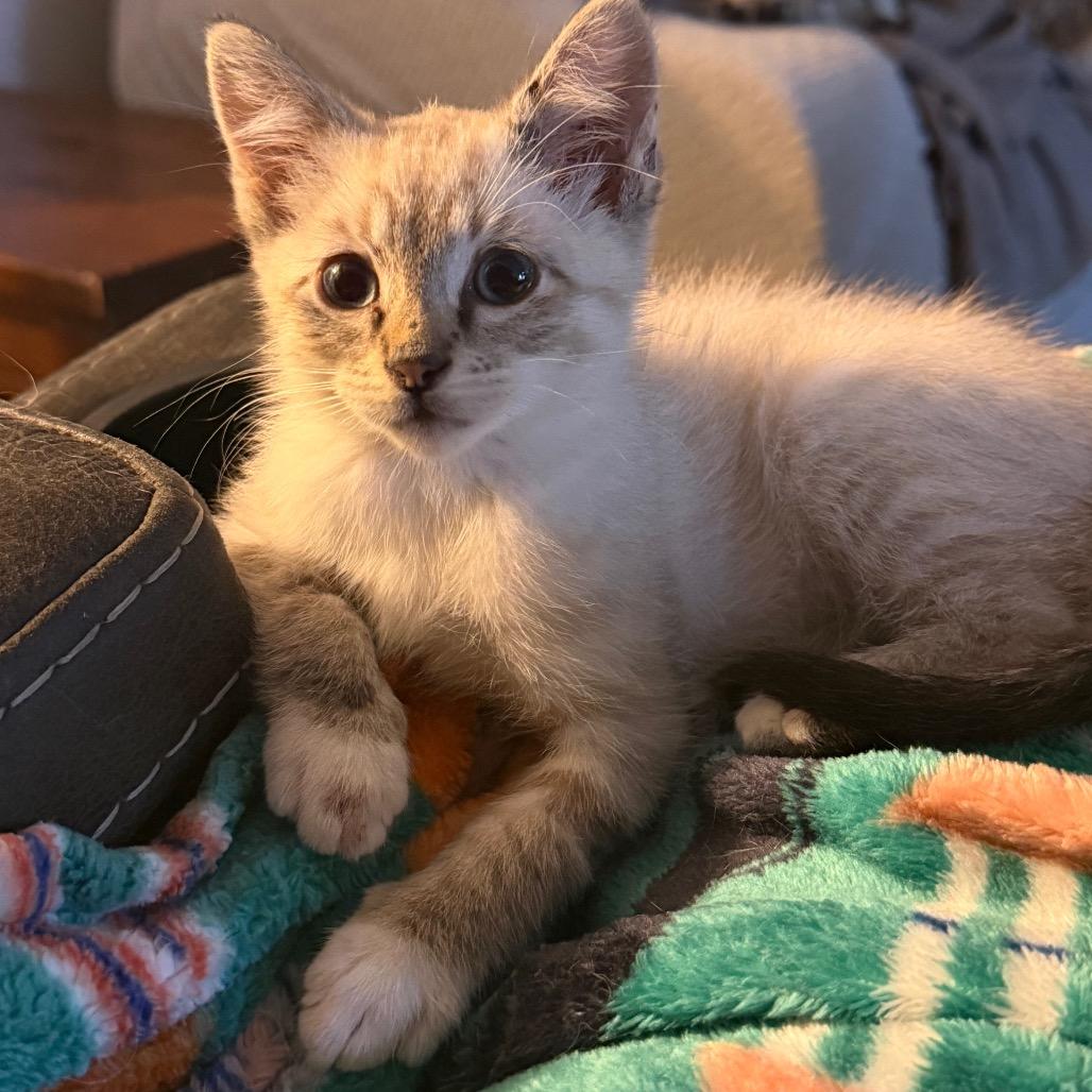 Paper, a Adoptable Domestic Short Hair in St Joseph, MO image 3/4