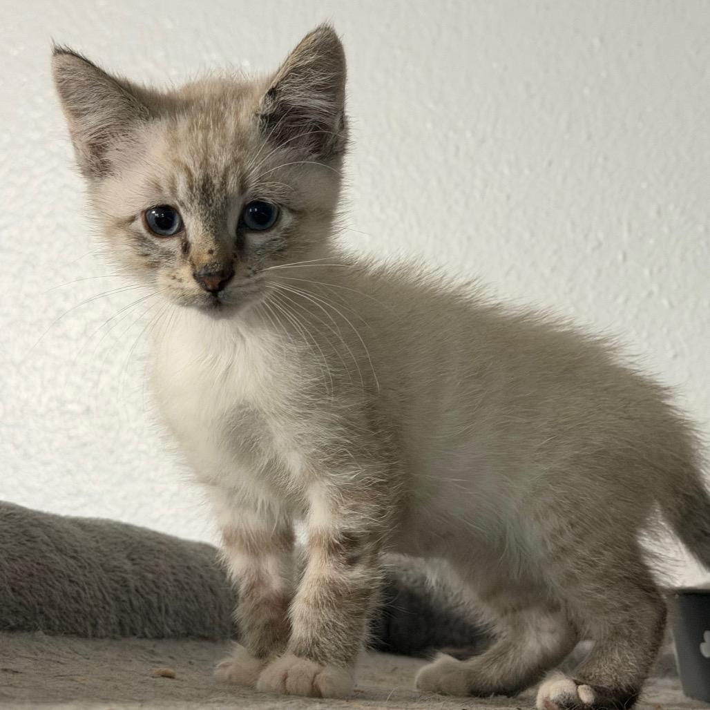 Paper, a Adoptable Domestic Short Hair in St Joseph, MO image 4/4
