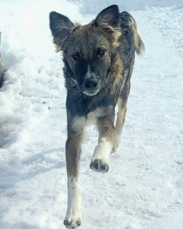 Maverick, a ADOPTABLE mixed breed in High Level, AB image 3/5
