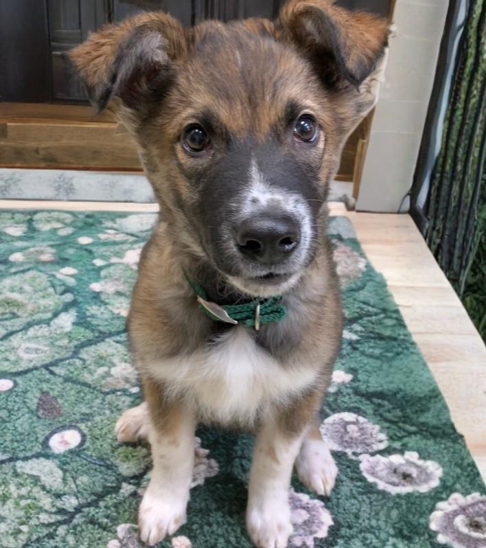 Maverick, ADOPTABLE, Young Male Collie.