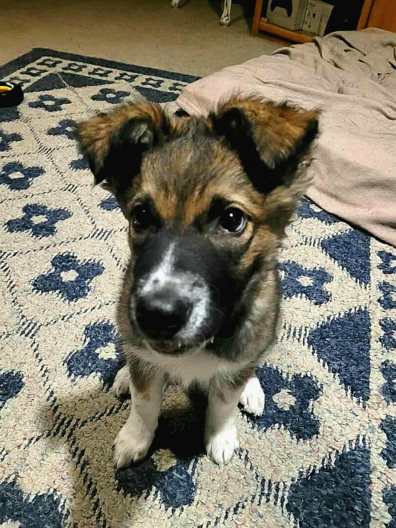 Enlarge Maverick, a ADOPTABLE mixed breed in High Level, AB image 2/2