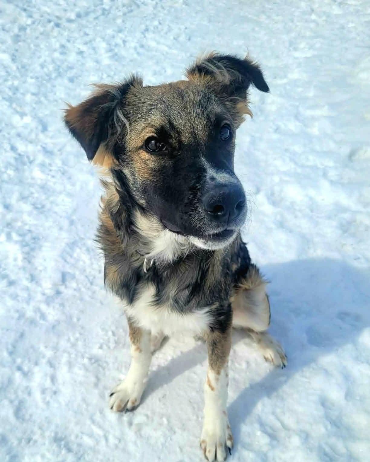 Maverick, ADOPTABLE, Young Male Collie.