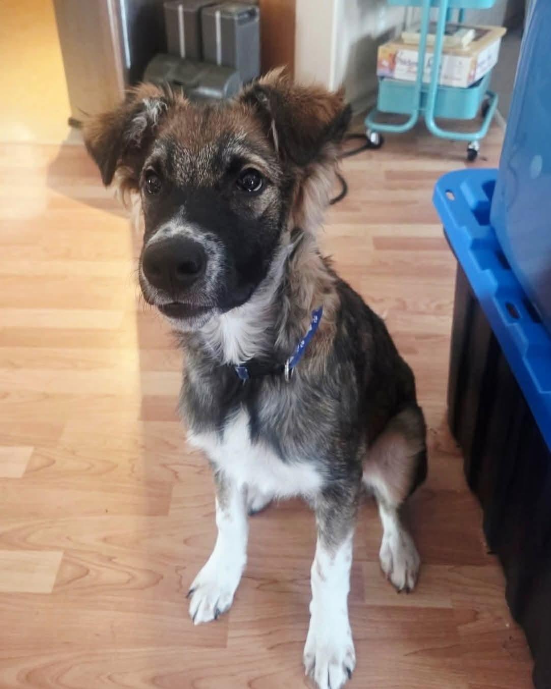 Maverick, a ADOPTABLE mixed breed in High Level, AB image 2/5