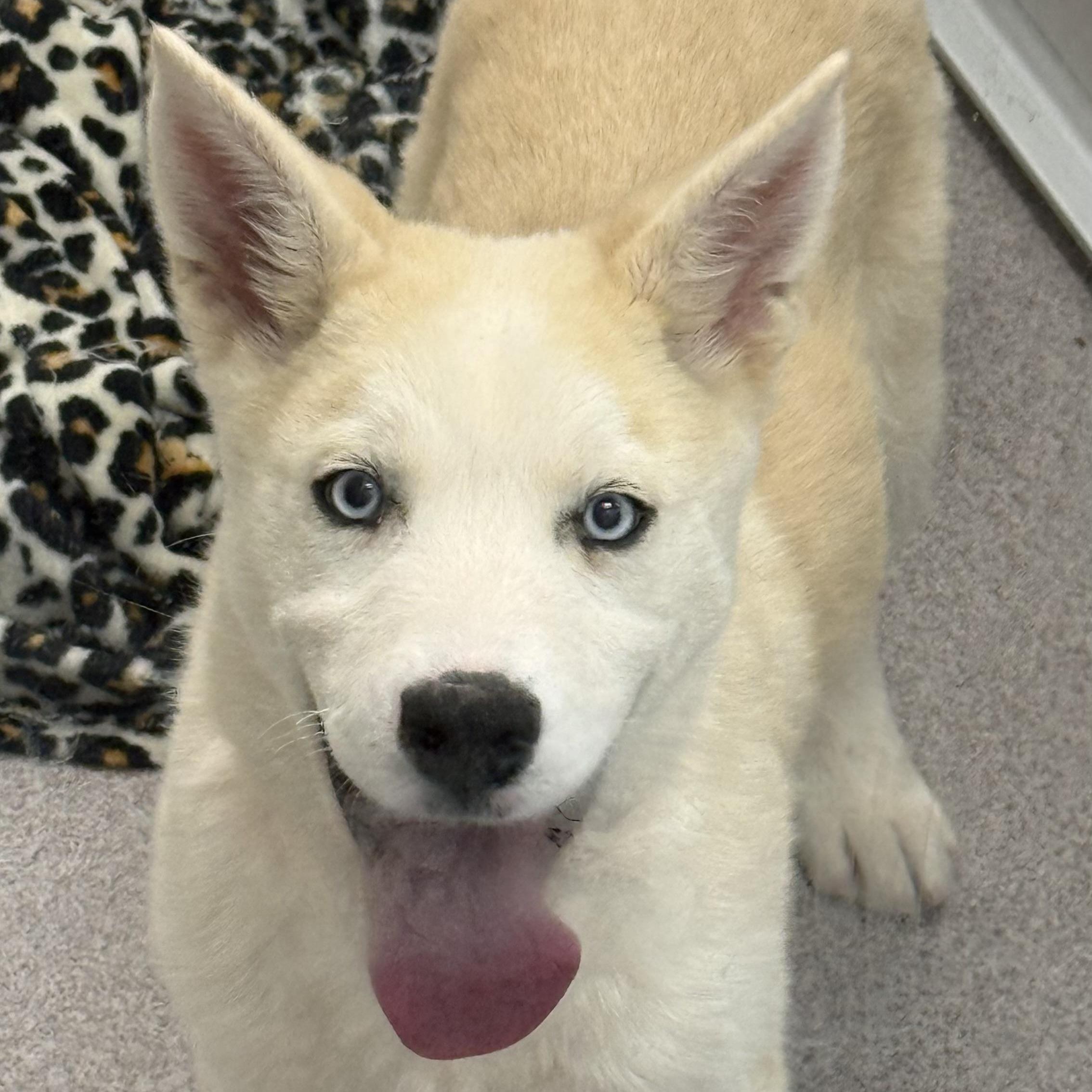 Butcher, a Adoptable mixed breed in Phoenix, AZ image 1/3