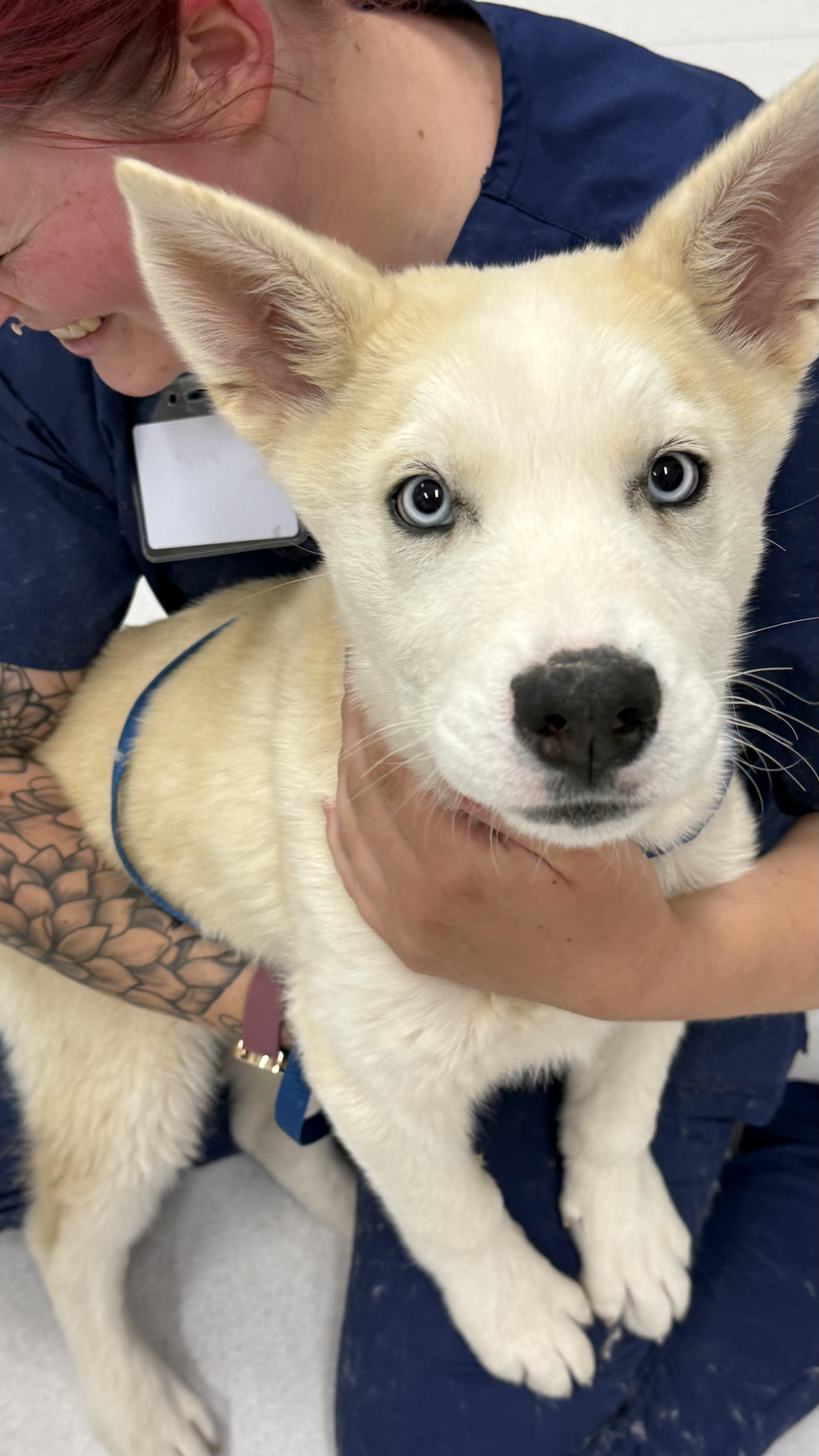 Butcher, a Adoptable mixed breed in Phoenix, AZ image 2/3