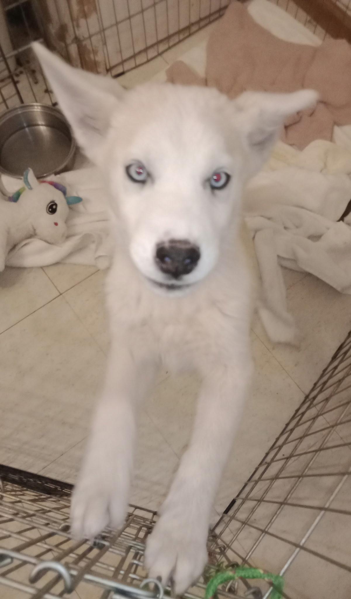 Butcher, a Adoptable mixed breed in Phoenix, AZ image 3/3