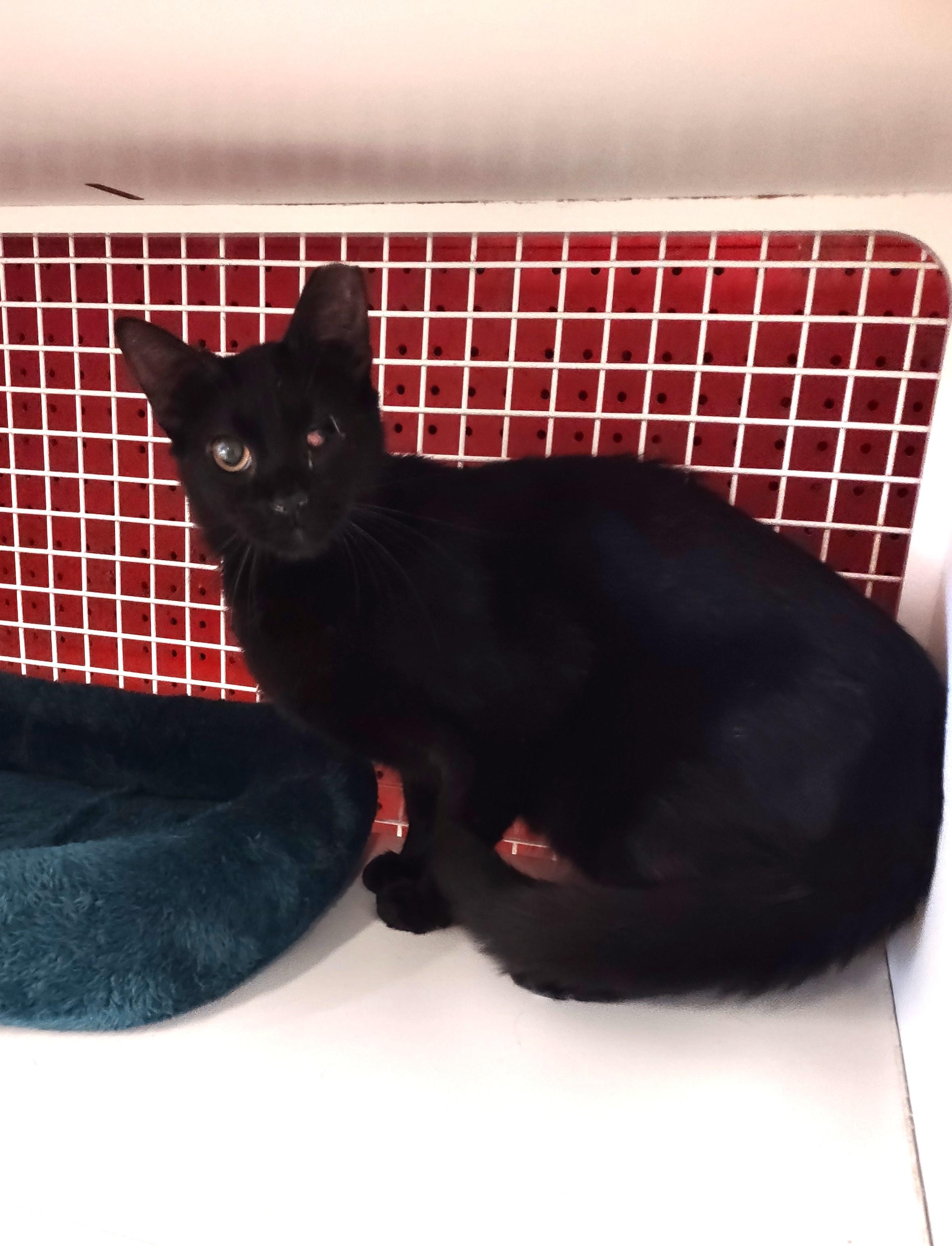 Enlarge Gizzy, a Adoptable Bombay in Golden Valley, AZ image 1/1