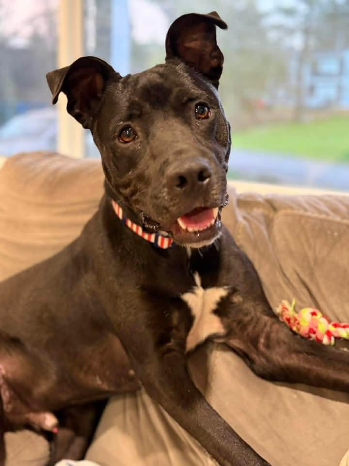 September, Adoptable, Adult Male American Bulldog & Labrador Retriever.