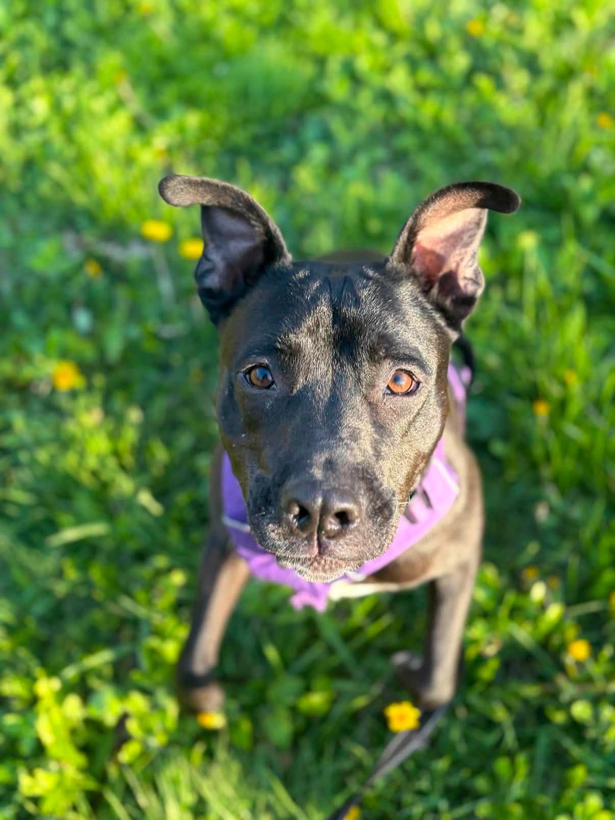 Enlarge September, a Adoptable mixed breed in Augusta, ME image 2/5