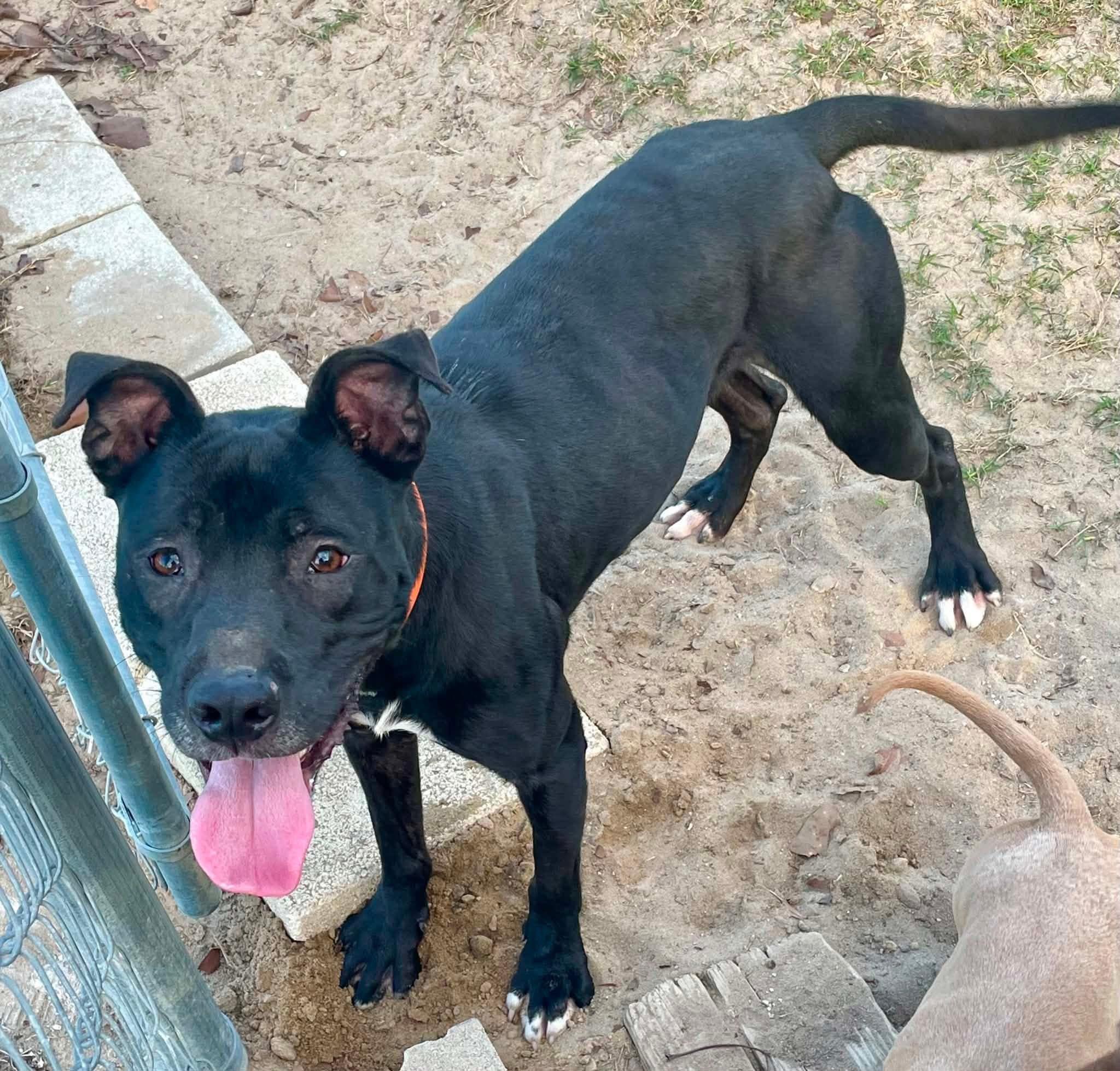 Enlarge September, a Adoptable mixed breed in Augusta, ME image 3/5