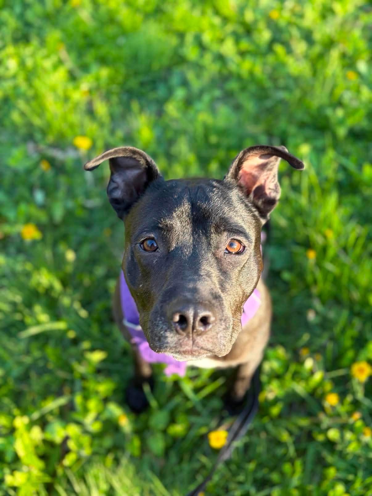 Enlarge September, a Adoptable mixed breed in Augusta, ME image 4/5