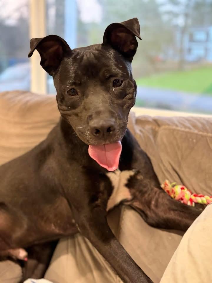 Enlarge September, a Adoptable mixed breed in Augusta, ME image 5/5