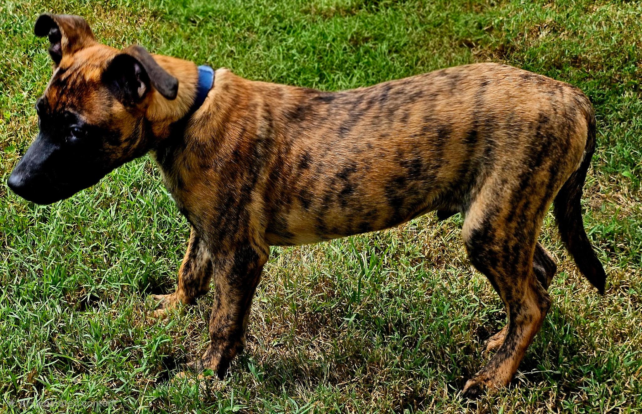 Enlarge Gunnerman, a Adopted Belgian Shepherd / Malinois in Windham, NH image 3/4