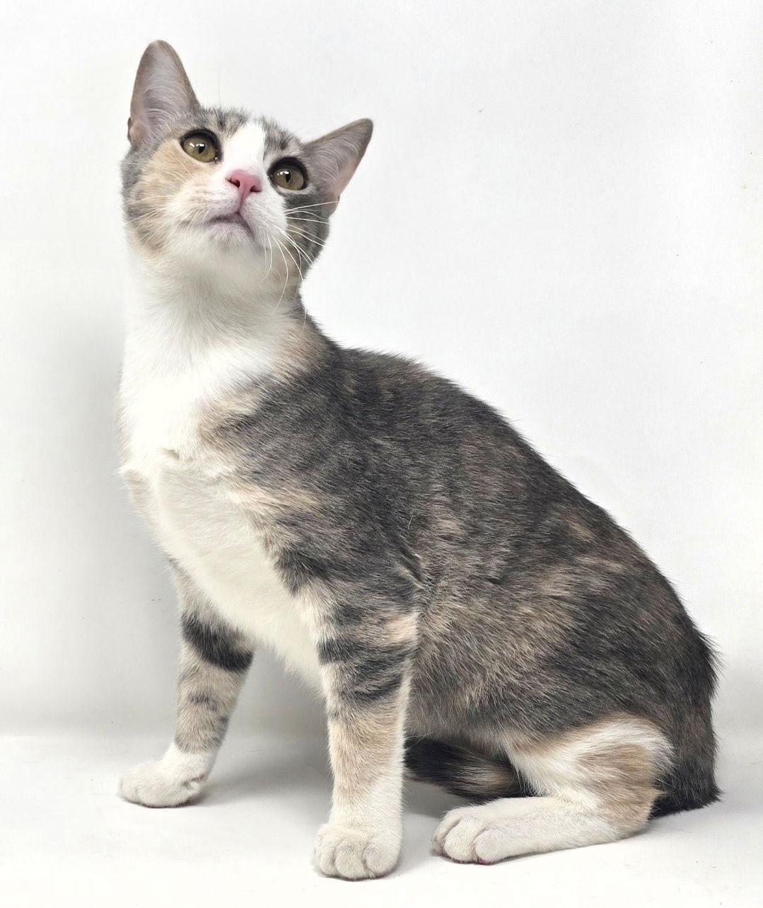 Enlarge Shoshana, a Adoptable American Shorthair in Crompond, NY image 1/2