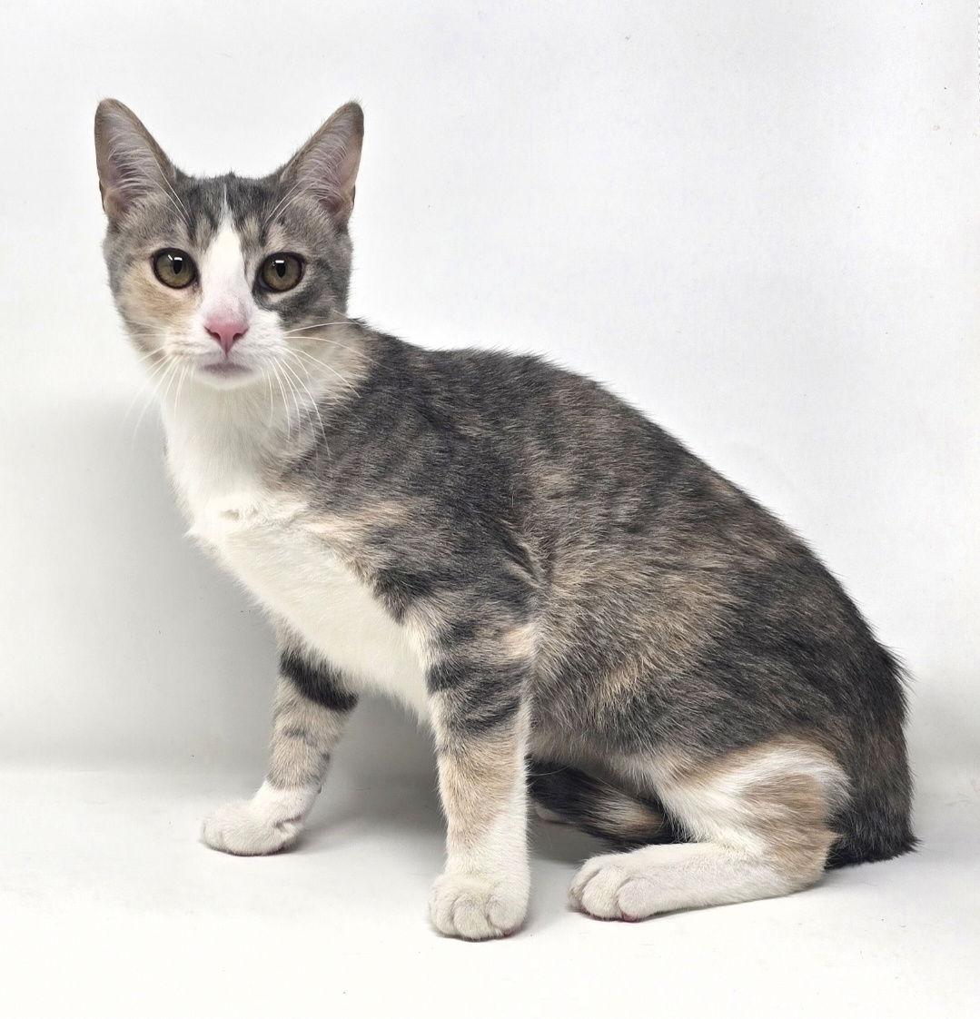 Enlarge Shoshana, a Adoptable American Shorthair in Crompond, NY image 2/2