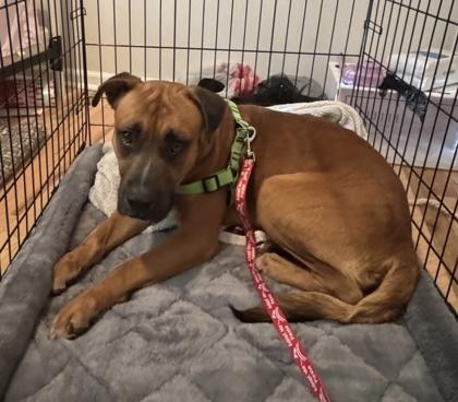 Enlarge Ian, a Adoptable Mixed Breed in Chamblee, GA image 1/3