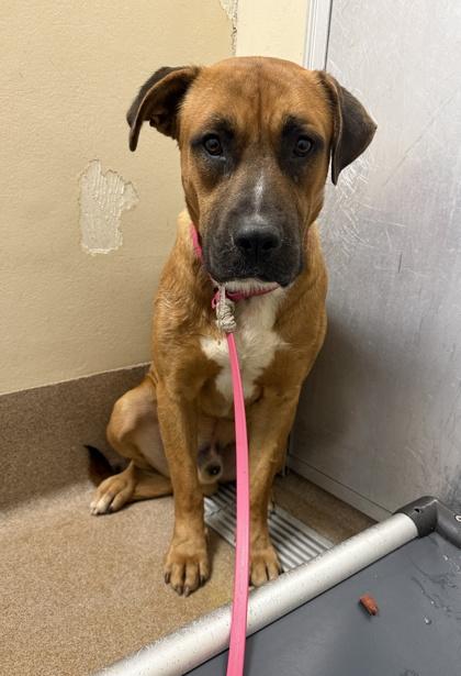 Enlarge Ian, a Adoptable Mixed Breed in Chamblee, GA image 2/3