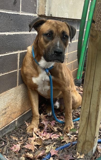 Enlarge Ian, a Adoptable Mixed Breed in Chamblee, GA image 3/3