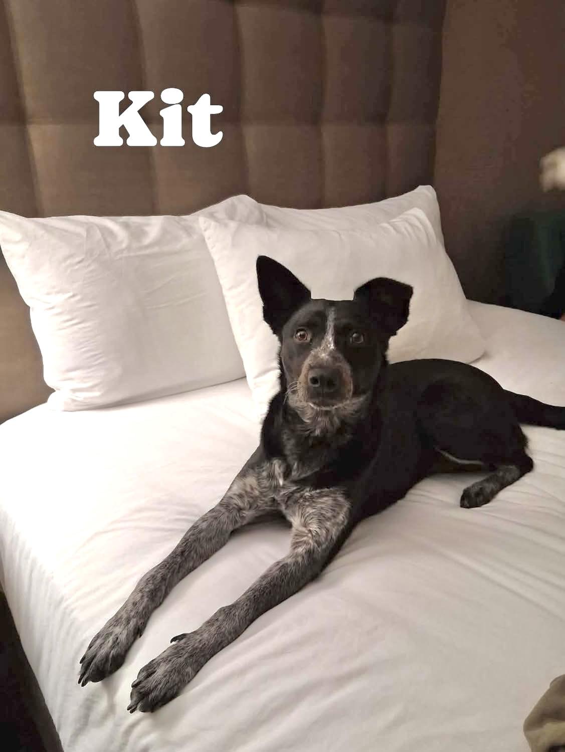 Enlarge Kit, an adopted mixed breed in Elyria, OH image 4/4