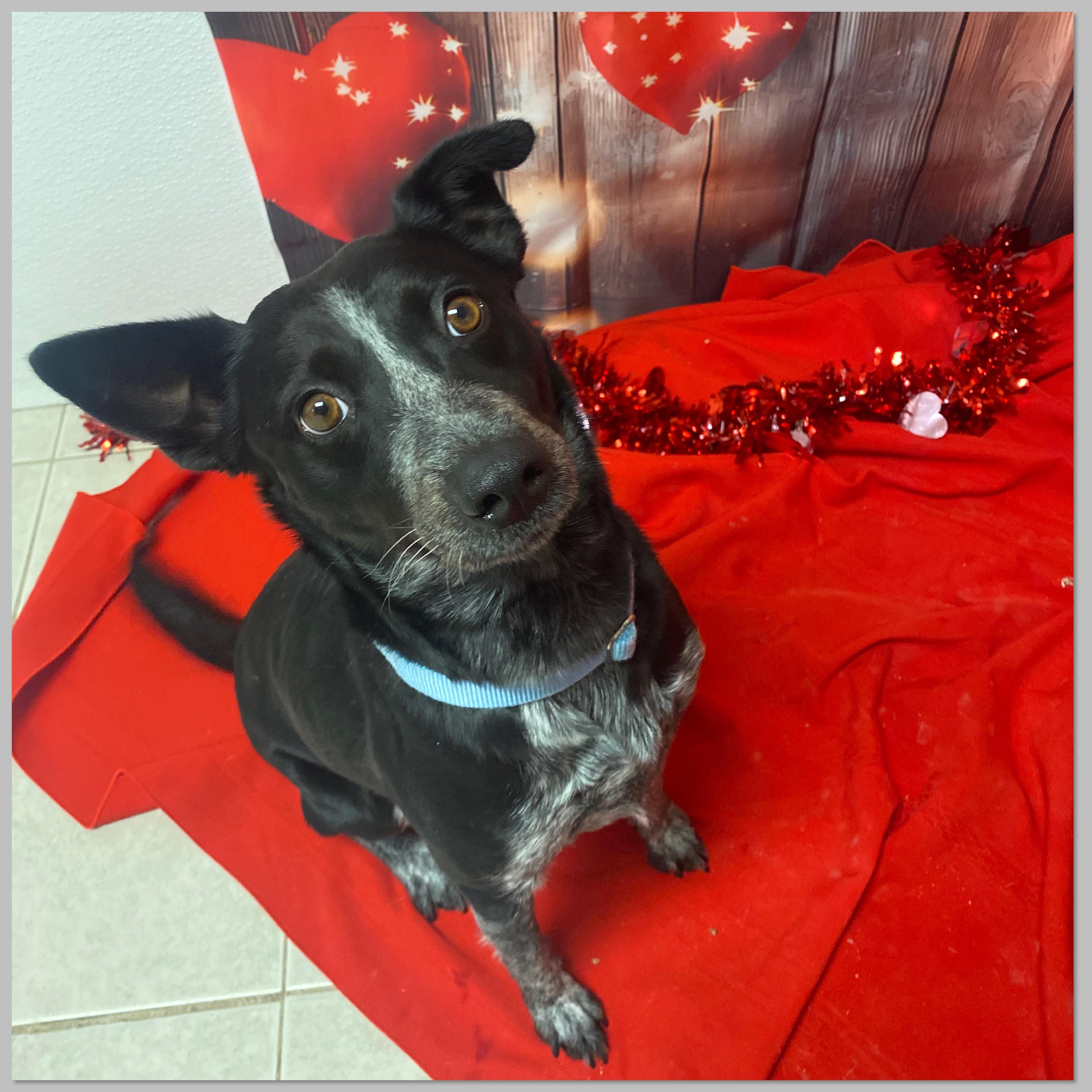 Enlarge Kit, an adopted mixed breed in Elyria, OH image 2/4