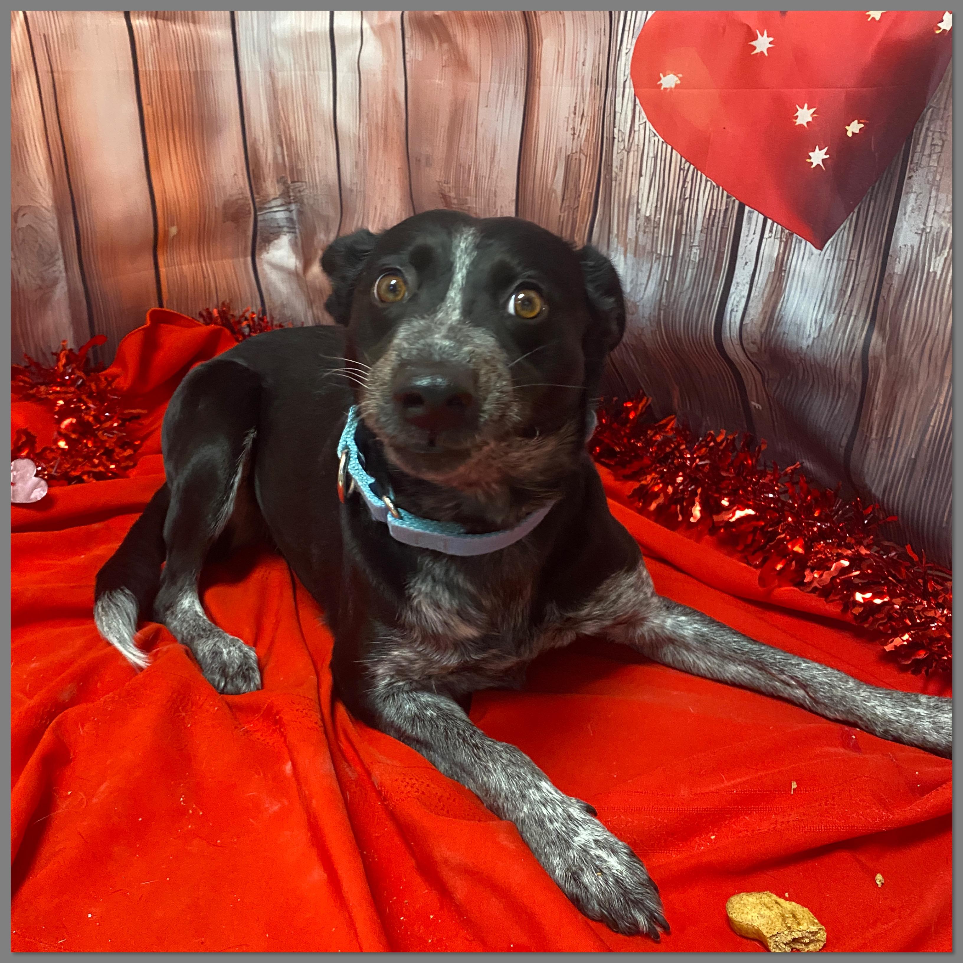 Enlarge Kit, an adopted mixed breed in Elyria, OH image 3/4