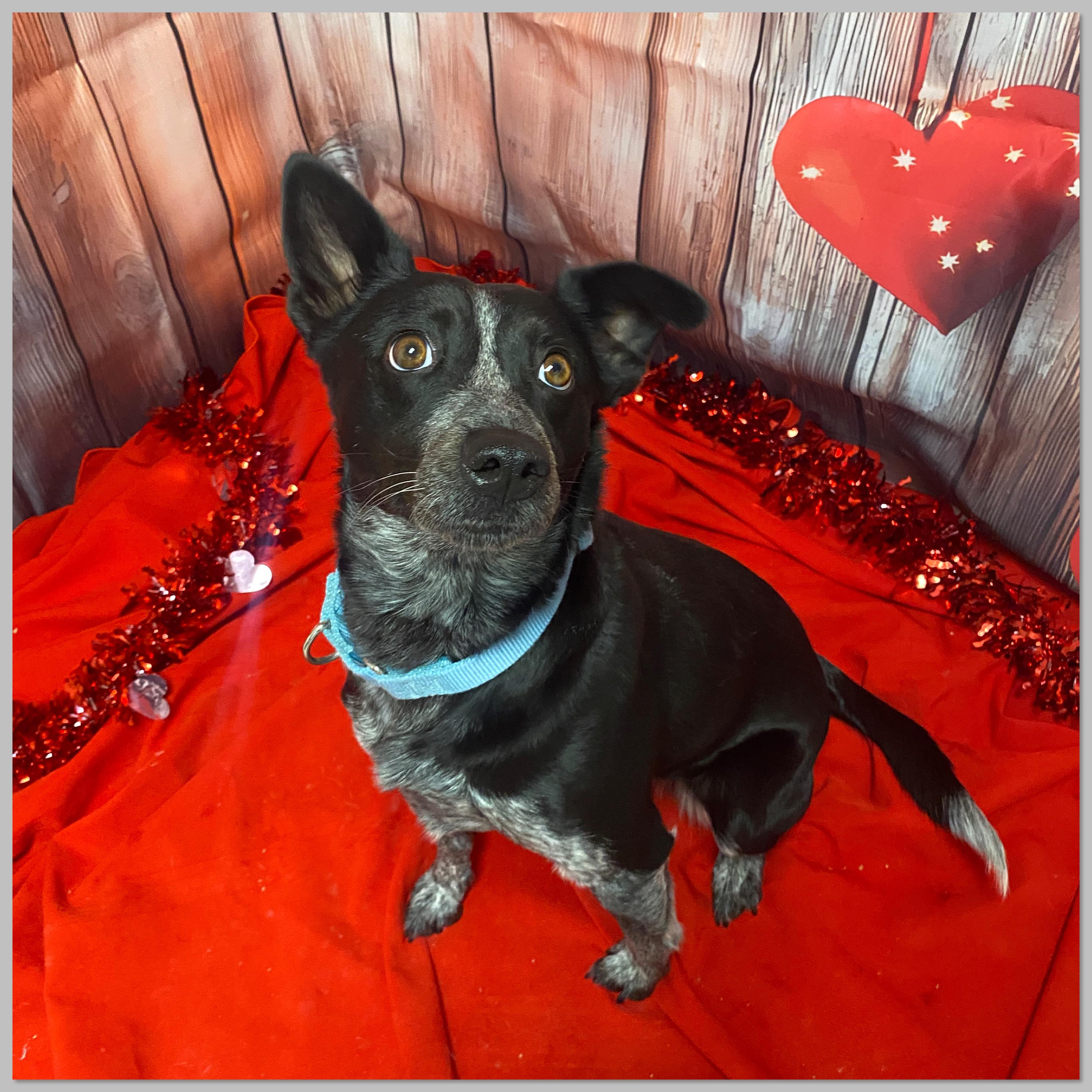 Enlarge Kit, an adopted mixed breed in Elyria, OH image 1/4