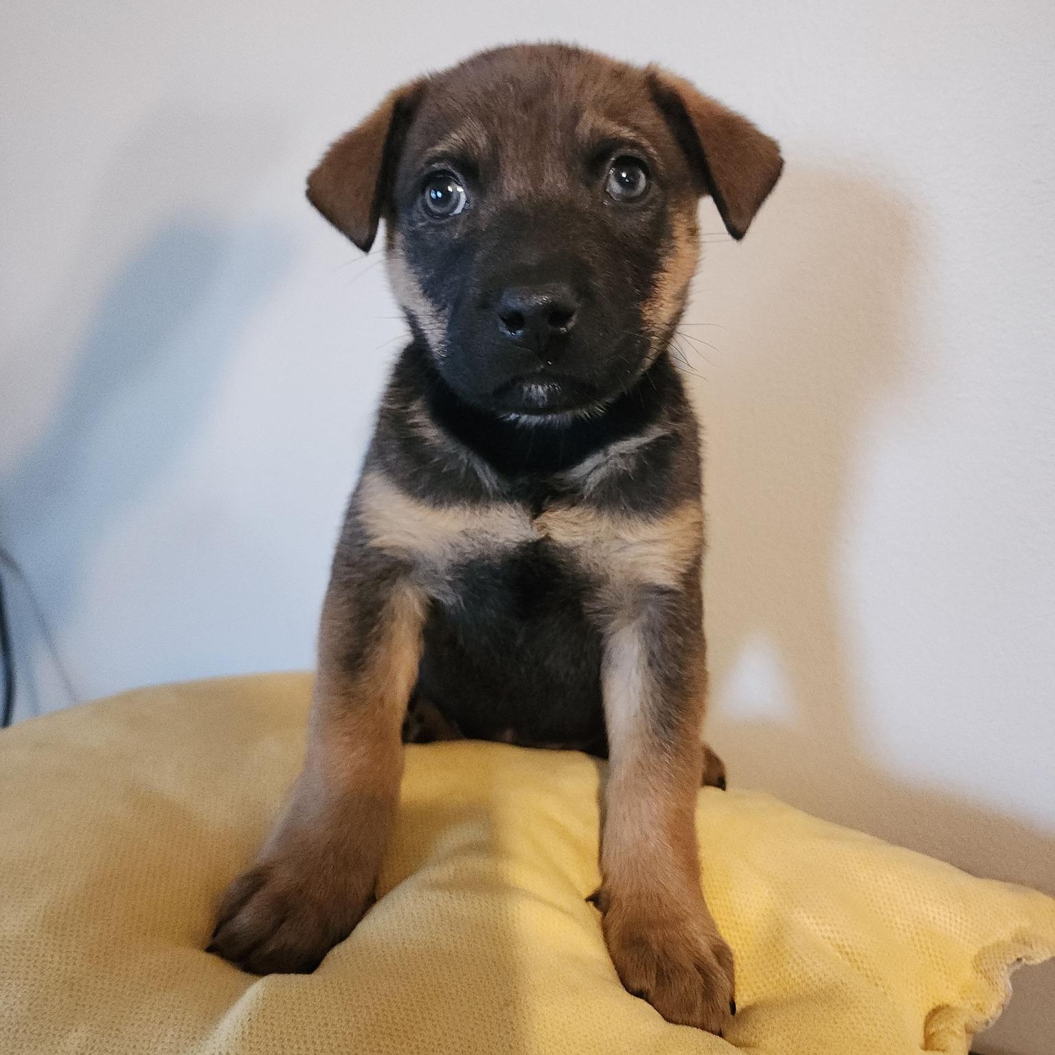 Enlarge Folding Chair, a Adoptable Mixed Breed in Racine, WI image 2/3