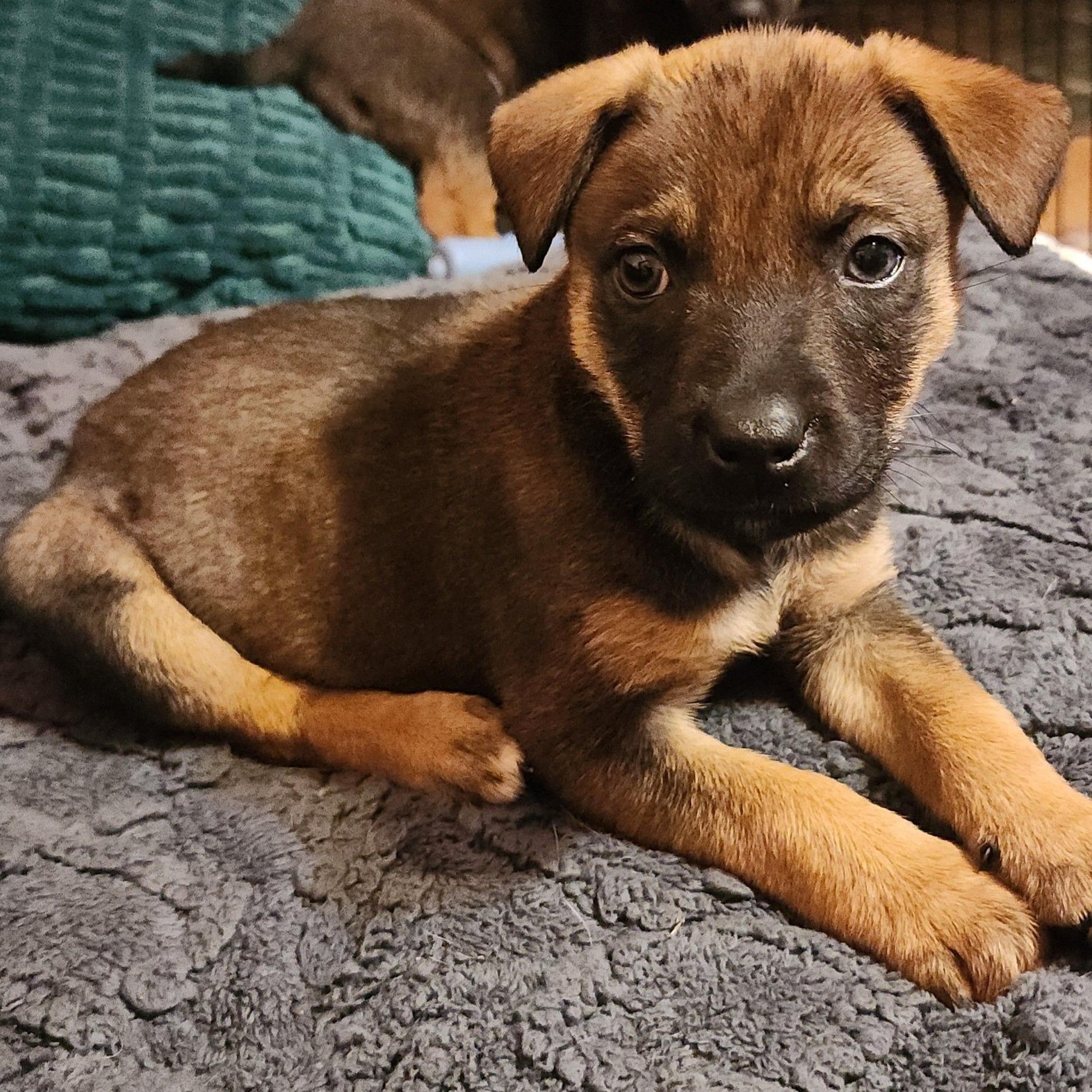 Enlarge Folding Chair, a Adoptable Mixed Breed in Racine, WI image 1/3