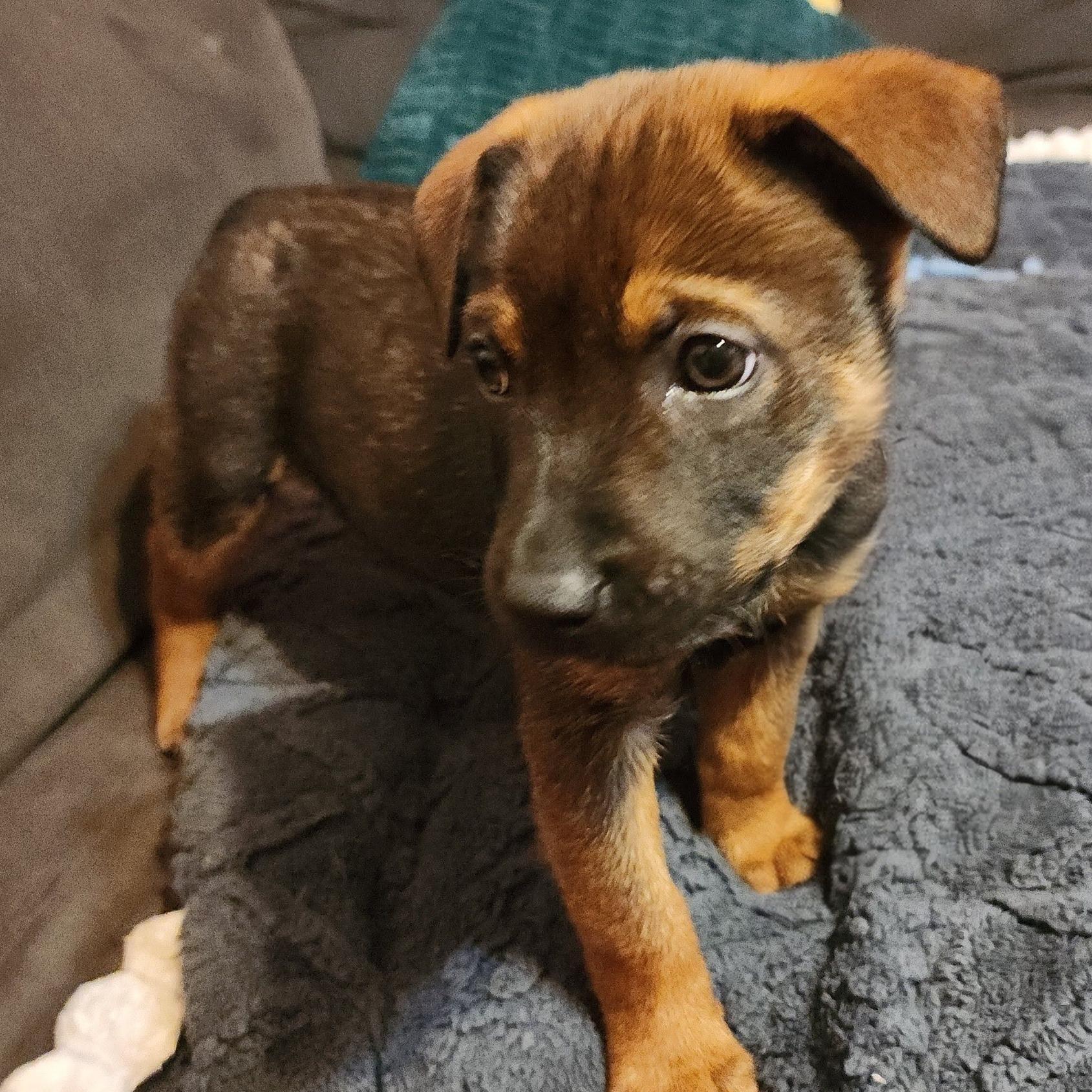 Enlarge Folding Chair, a Adoptable Mixed Breed in Racine, WI image 3/3