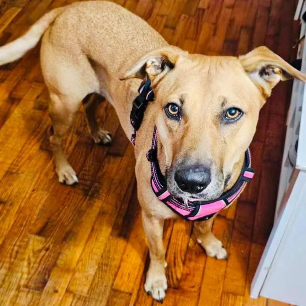 Wednesday, Adoptable, Adult Female Shepherd & Labrador Retriever.