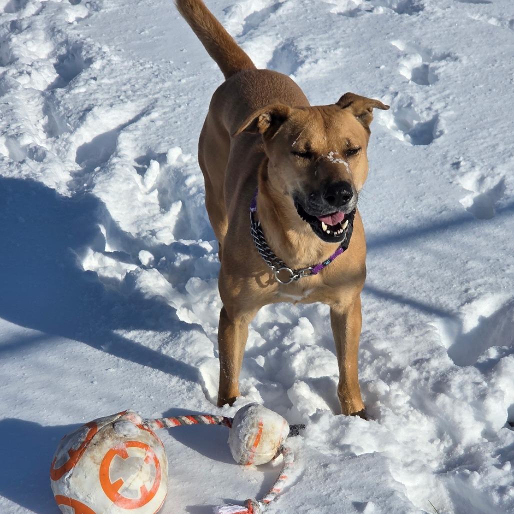 Wednesday, a Adoptable mixed breed in Rock Falls, IL image 2/4