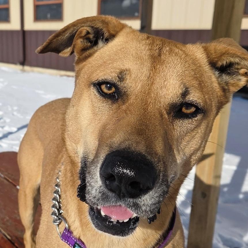 Wednesday, a Adoptable mixed breed in Rock Falls, IL image 3/4