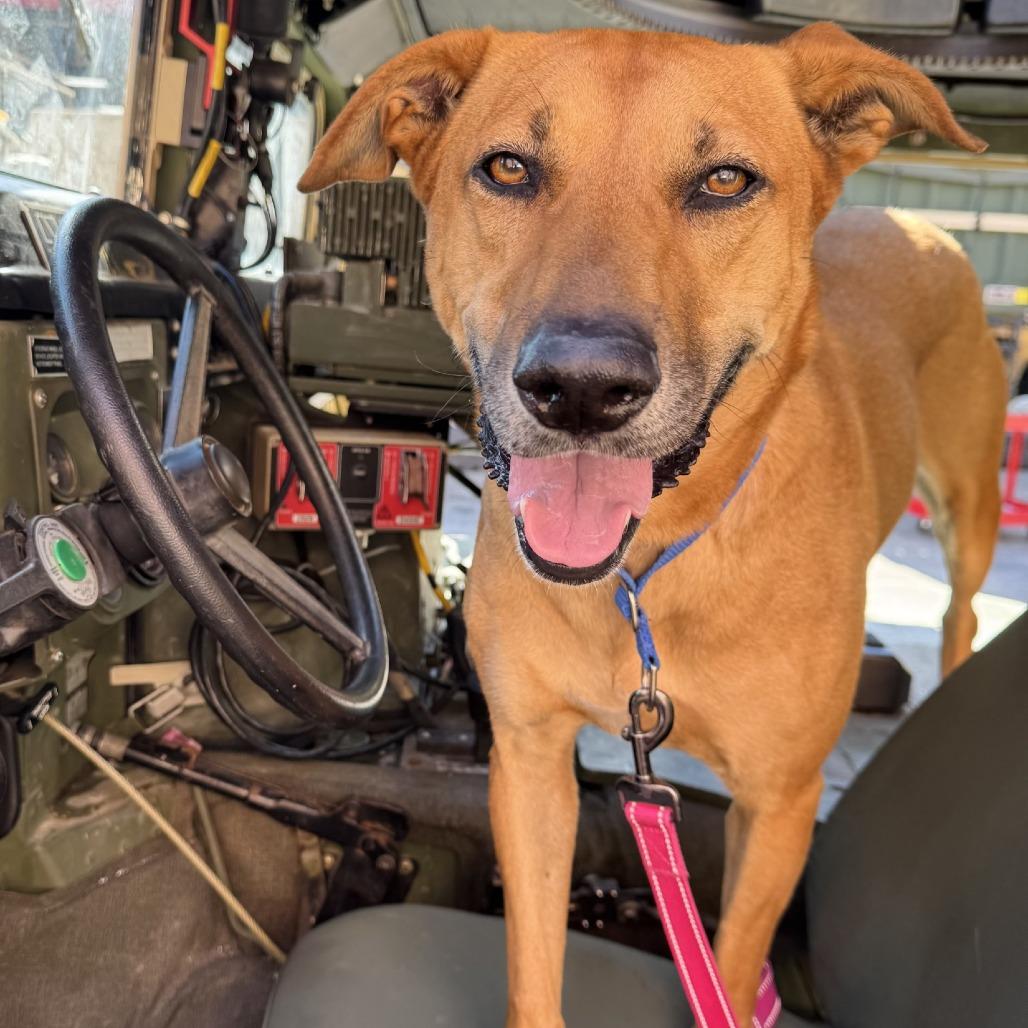 Wednesday, a Adoptable mixed breed in Rock Falls, IL image 4/4