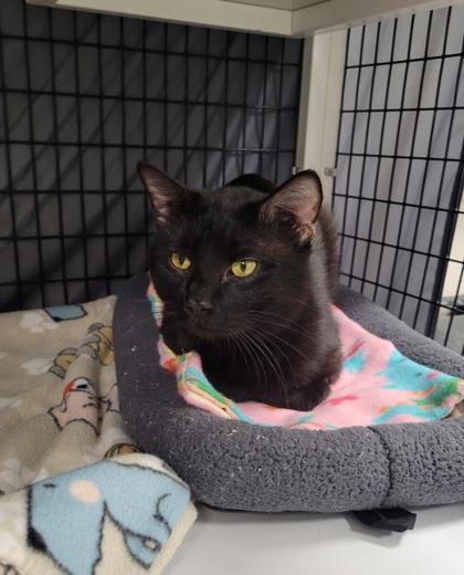 Uncle Fester, Adoptable, Young Male Domestic Short Hair & Domestic Short Hair.