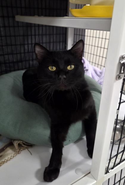 Uncle Fester, Adoptable, Young Male Domestic Short Hair & Domestic Short Hair.