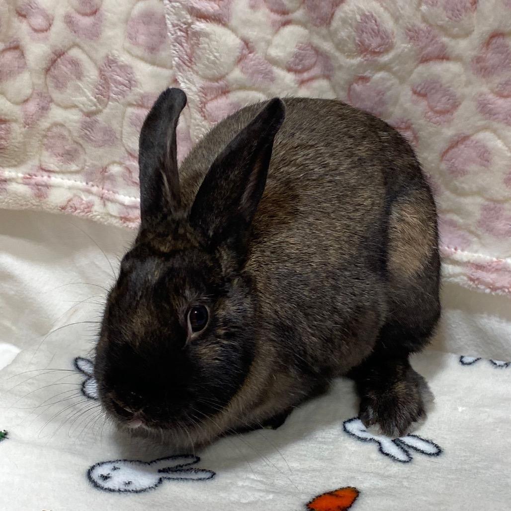 Mocha, Adoptable, Adult Female Bunny Rabbit.
