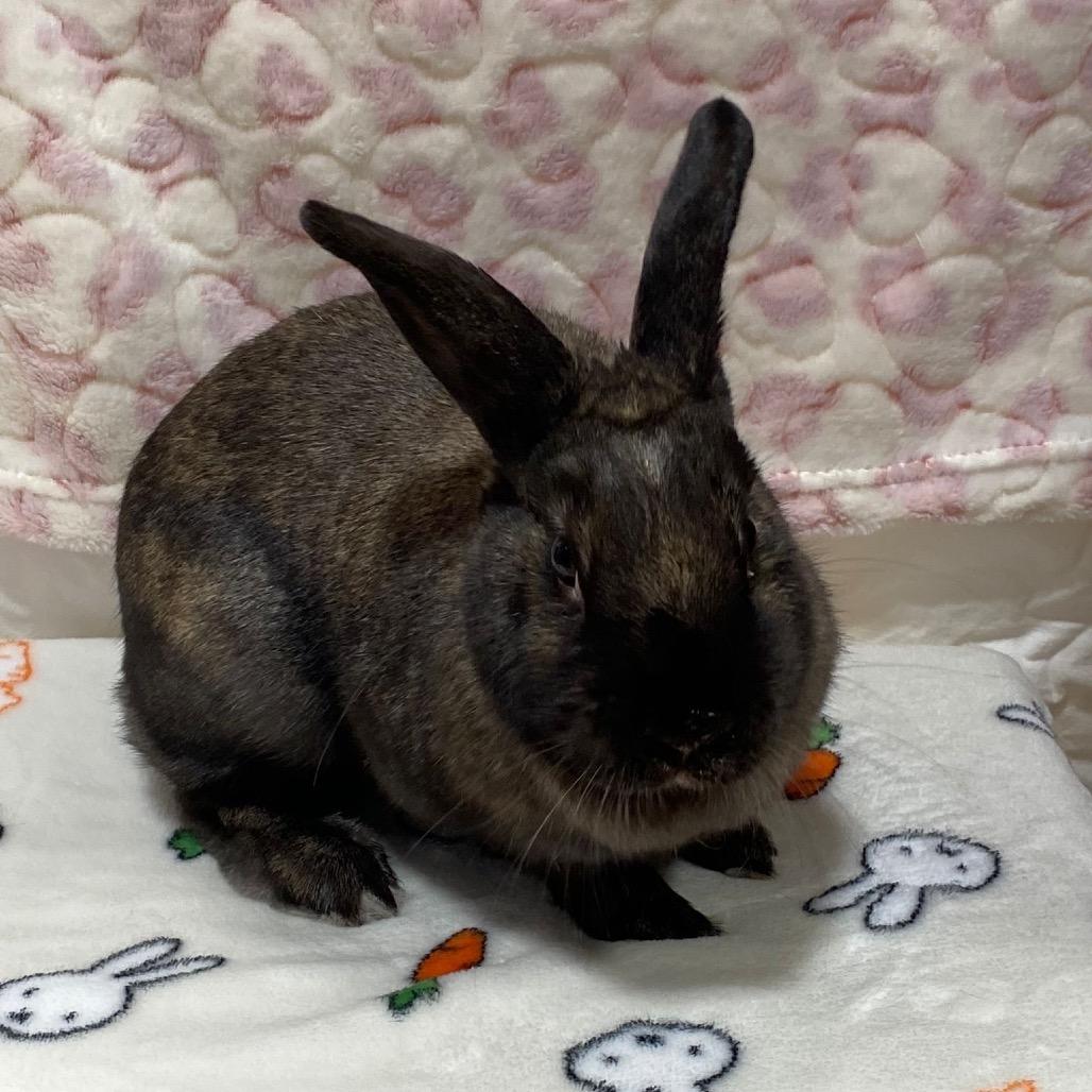 Mocha, a Adoptable Bunny Rabbit in Puslinch, ON image 2/5