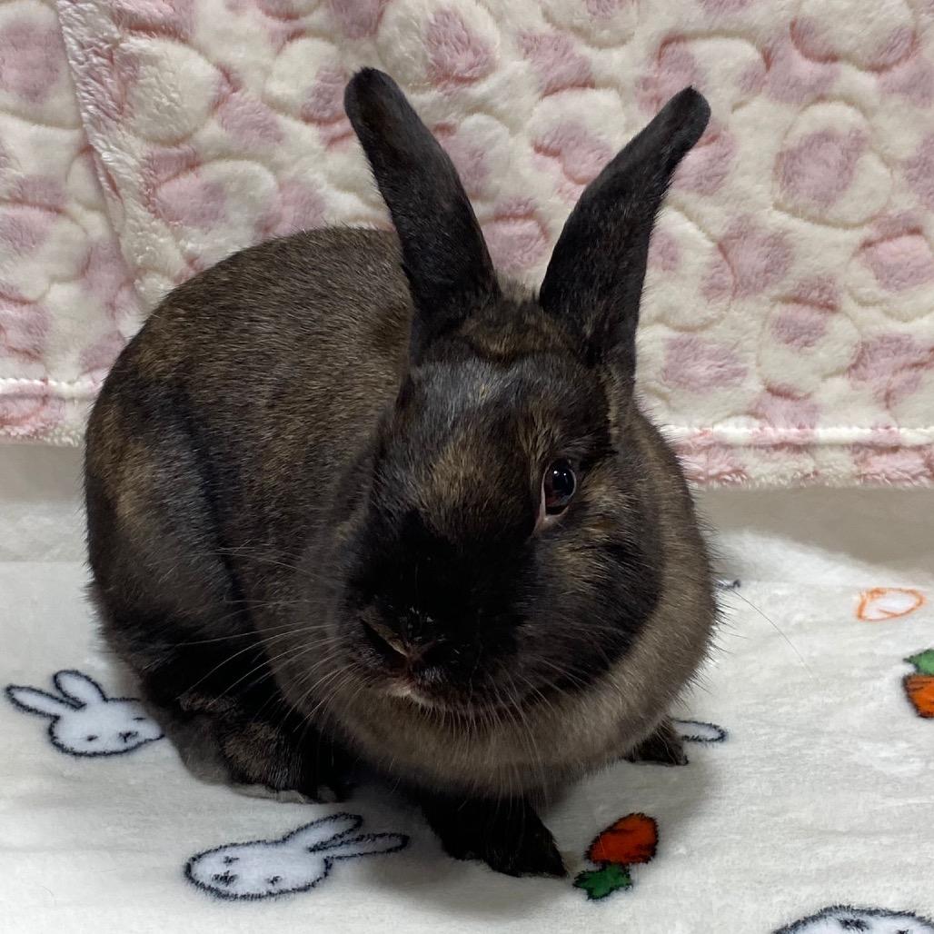 Mocha, a Adoptable Bunny Rabbit in Puslinch, ON image 3/5
