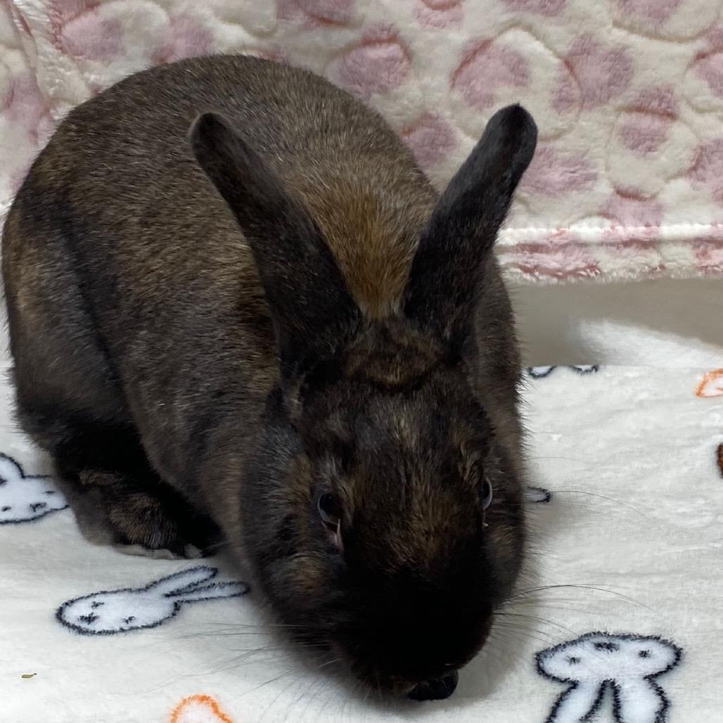 Mocha, a Adoptable Bunny Rabbit in Puslinch, ON image 4/5