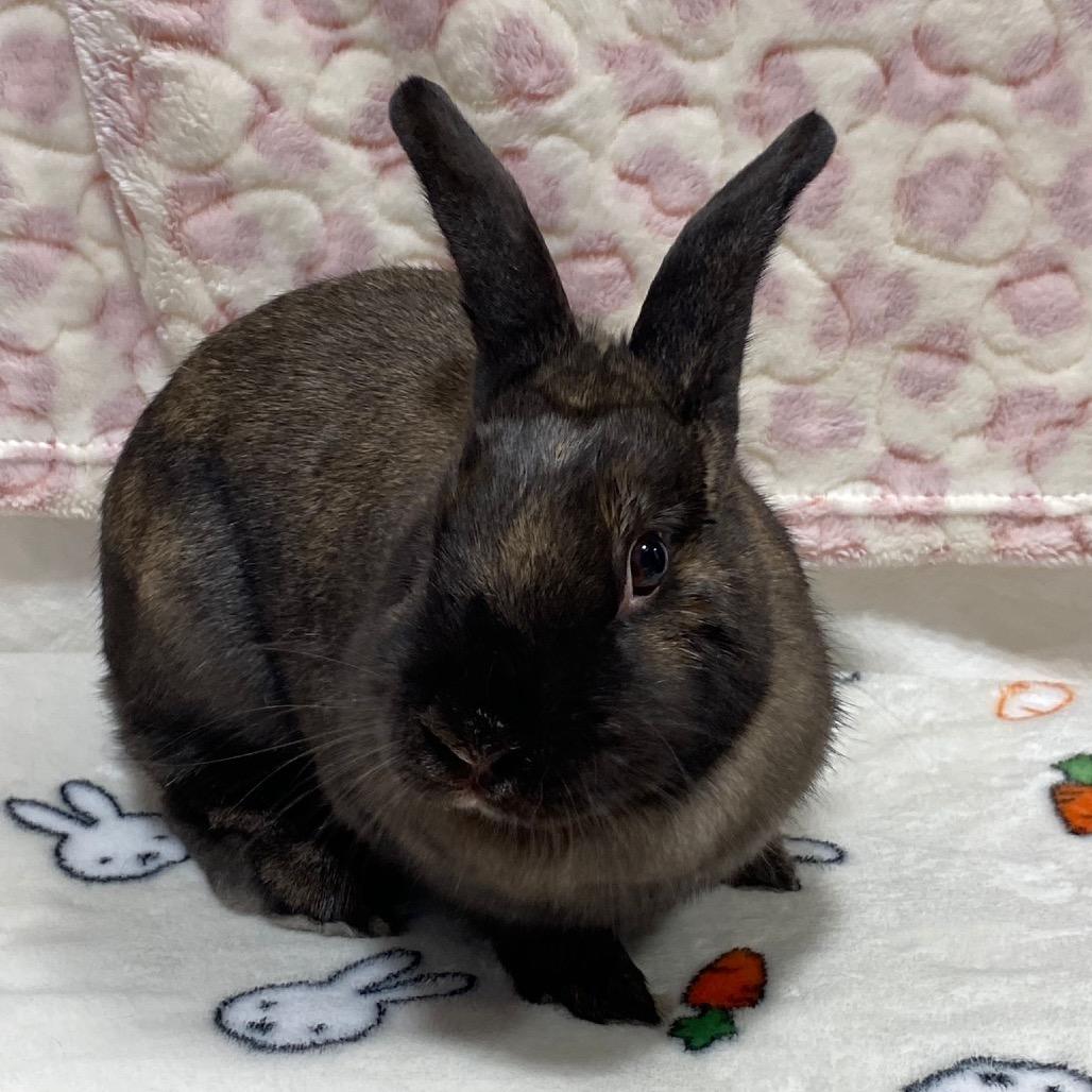 Mocha, a Adoptable Bunny Rabbit in Puslinch, ON image 5/5
