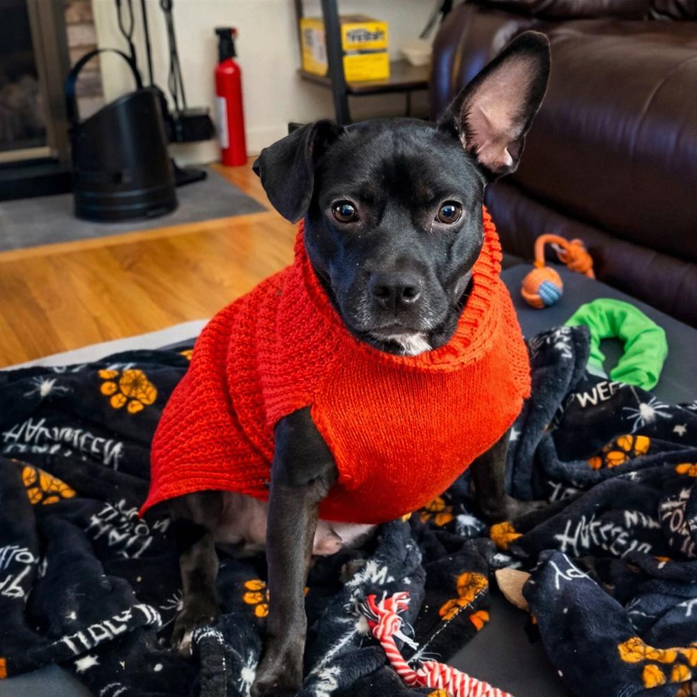 Enlarge Baxter (Baxter and Bailey brothers), a Adoptable mixed breed in Lancaster, PA image 1/6