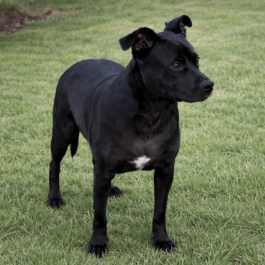 Baxter (Baxter and Bailey brothers), Adoptable, Puppy Male Terrier.