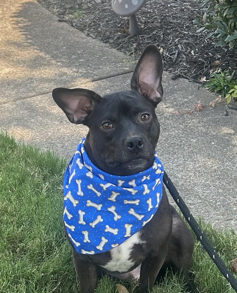 Baxter (Baxter and Bailey brothers), Adoptable, Puppy Male Terrier.