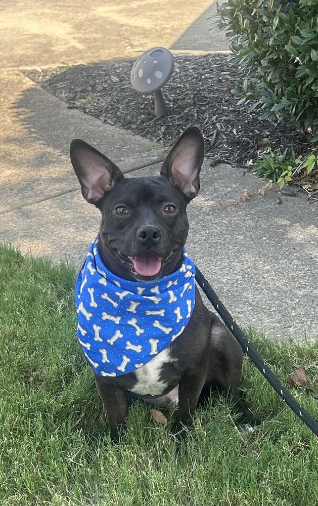 Baxter (Baxter and Bailey brothers), Adoptable, Puppy Male Terrier.