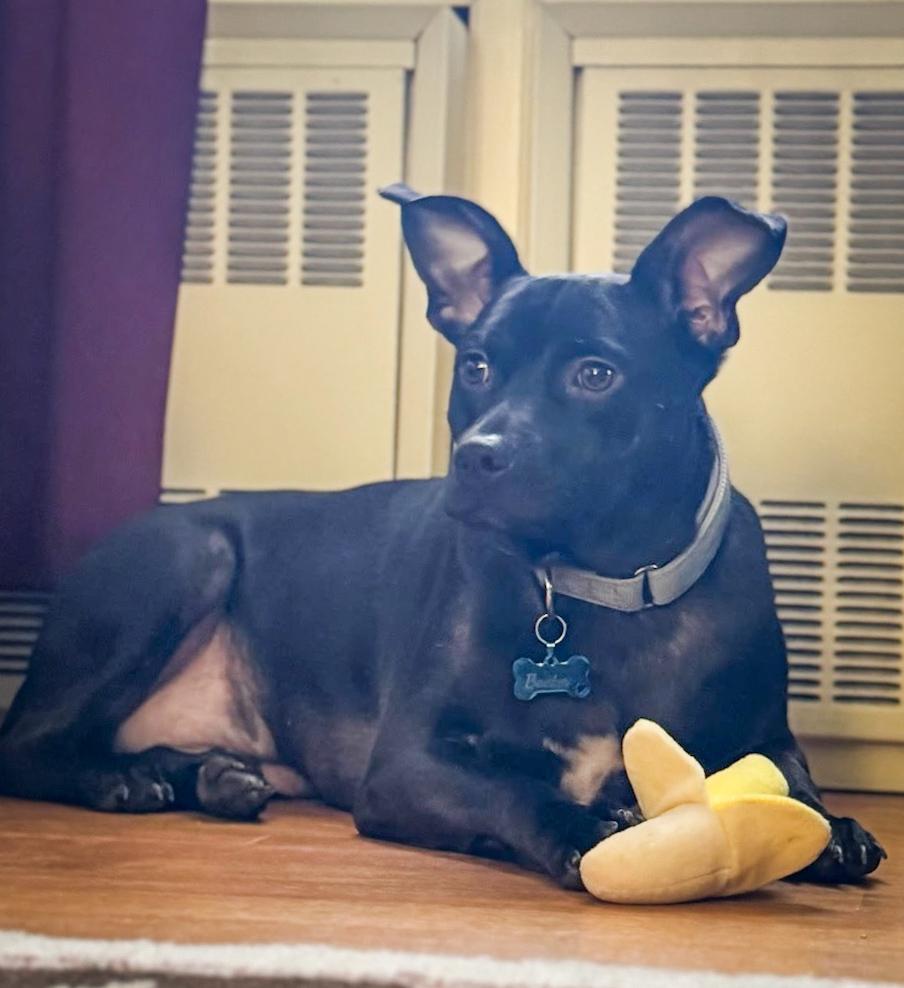 Enlarge Baxter (Baxter and Bailey brothers), a Adoptable mixed breed in Lancaster, PA image 4/6