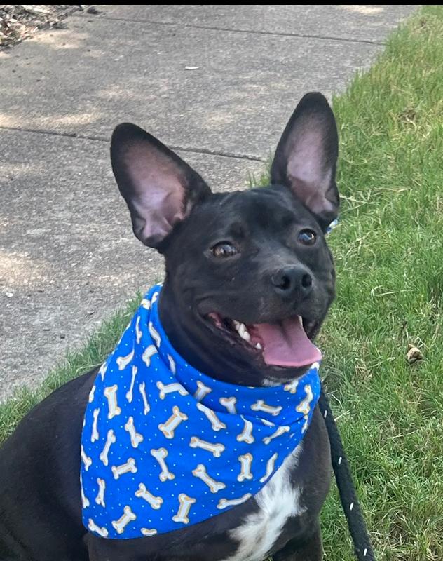 Enlarge Baxter (Baxter and Bailey brothers), a Adoptable mixed breed in Lancaster, PA image 2/4
