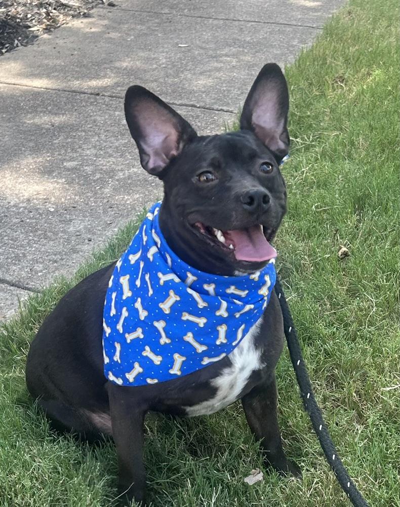 Enlarge Baxter (Baxter and Bailey brothers), a Adoptable mixed breed in Lancaster, PA image 5/6