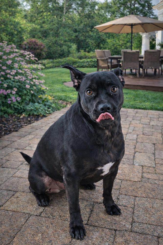 Enlarge Baxter (Baxter and Bailey brothers), a Adoptable mixed breed in Lancaster, PA image 3/4