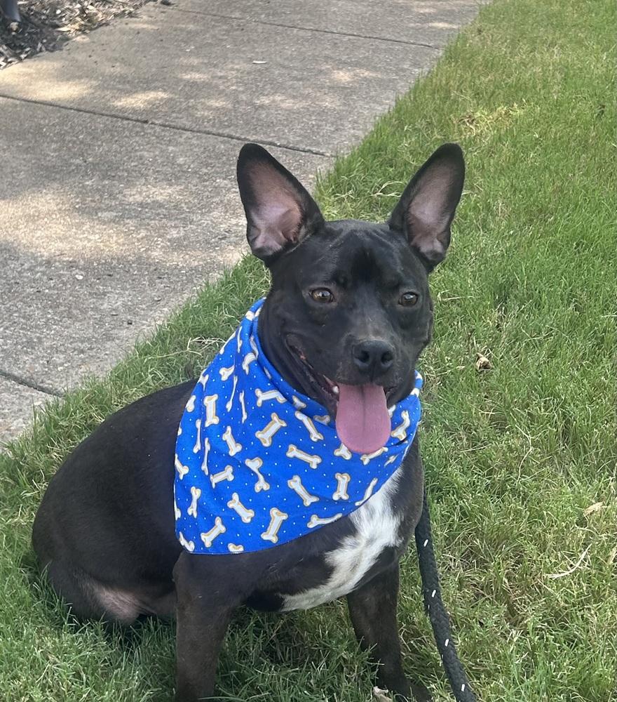Enlarge Baxter (Baxter and Bailey brothers), a Adoptable mixed breed in Lancaster, PA image 6/6